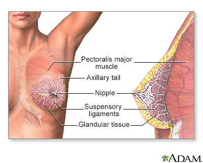 Female breast